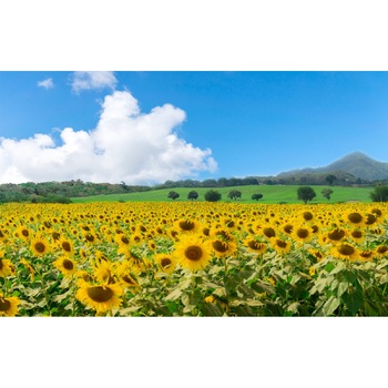 Fototapet de perete autoadeziv si lavabil Natura79, 220 x 135 cm Fototapet de perete autoadeziv si lavabil Natura79, 220 x 135 cm