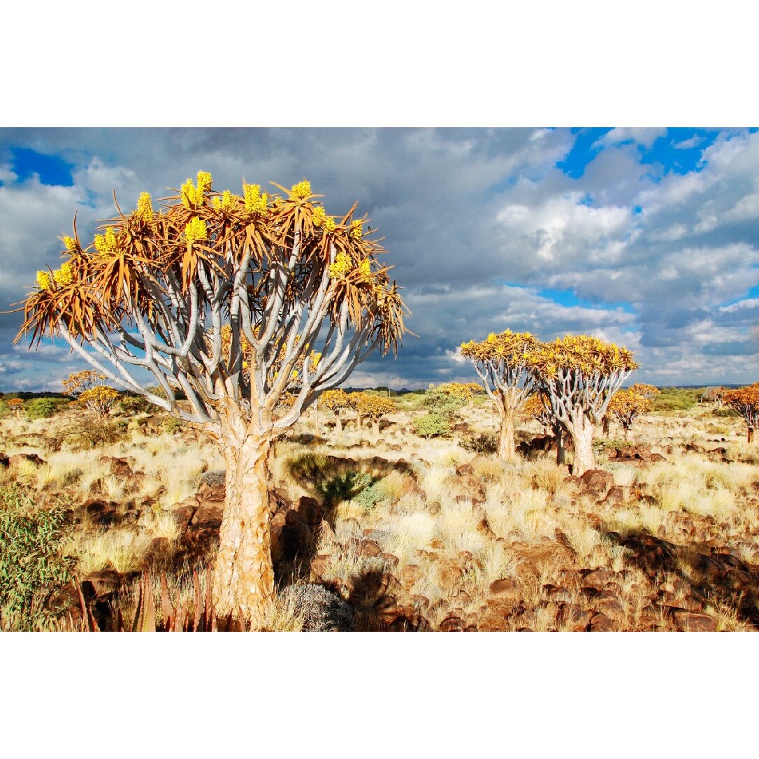 Tablou canvas Natura70, 90 x 60 cm