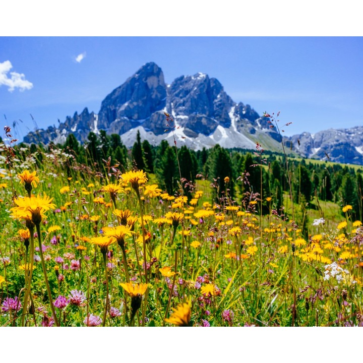 Öntapadós tapéta Natura101, 150 x 205 cm