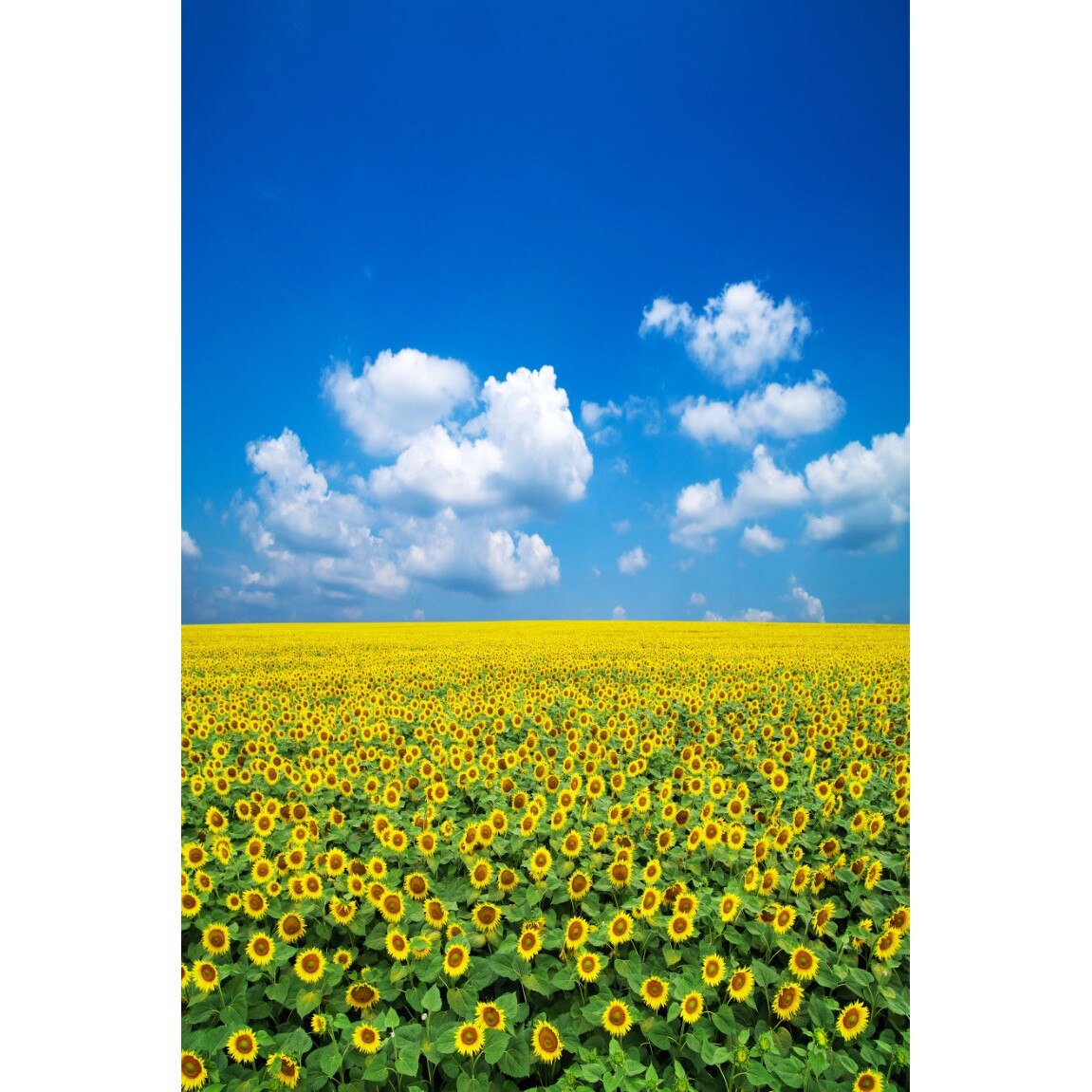 Tablou canvas Natura104, 50 x 75 cm