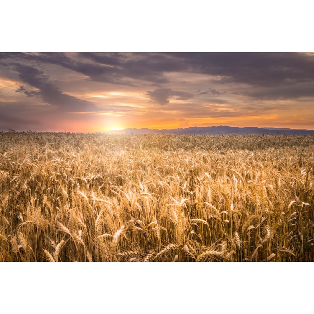 Tablou canvas Natura36, 105 x 70 cm