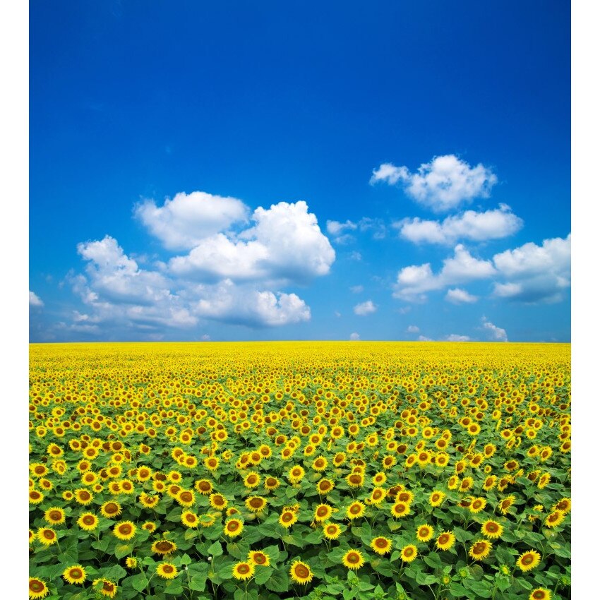 Tablou canvas Natura104, 45 x 45 cm