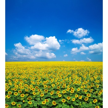 Tablou canvas Natura104, 45 x 45 cm Tablou canvas Natura104, 45 x 45 cm