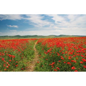 Fototapet de perete autoadeziv si lavabil Natura26, 270 x 200 cm Fototapet de perete autoadeziv si lavabil Natura26, 270 x 200 cm