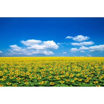 Tablou canvas Natura104, 90 x 60 cm Tablou canvas Natura104, 90 x 60 cm