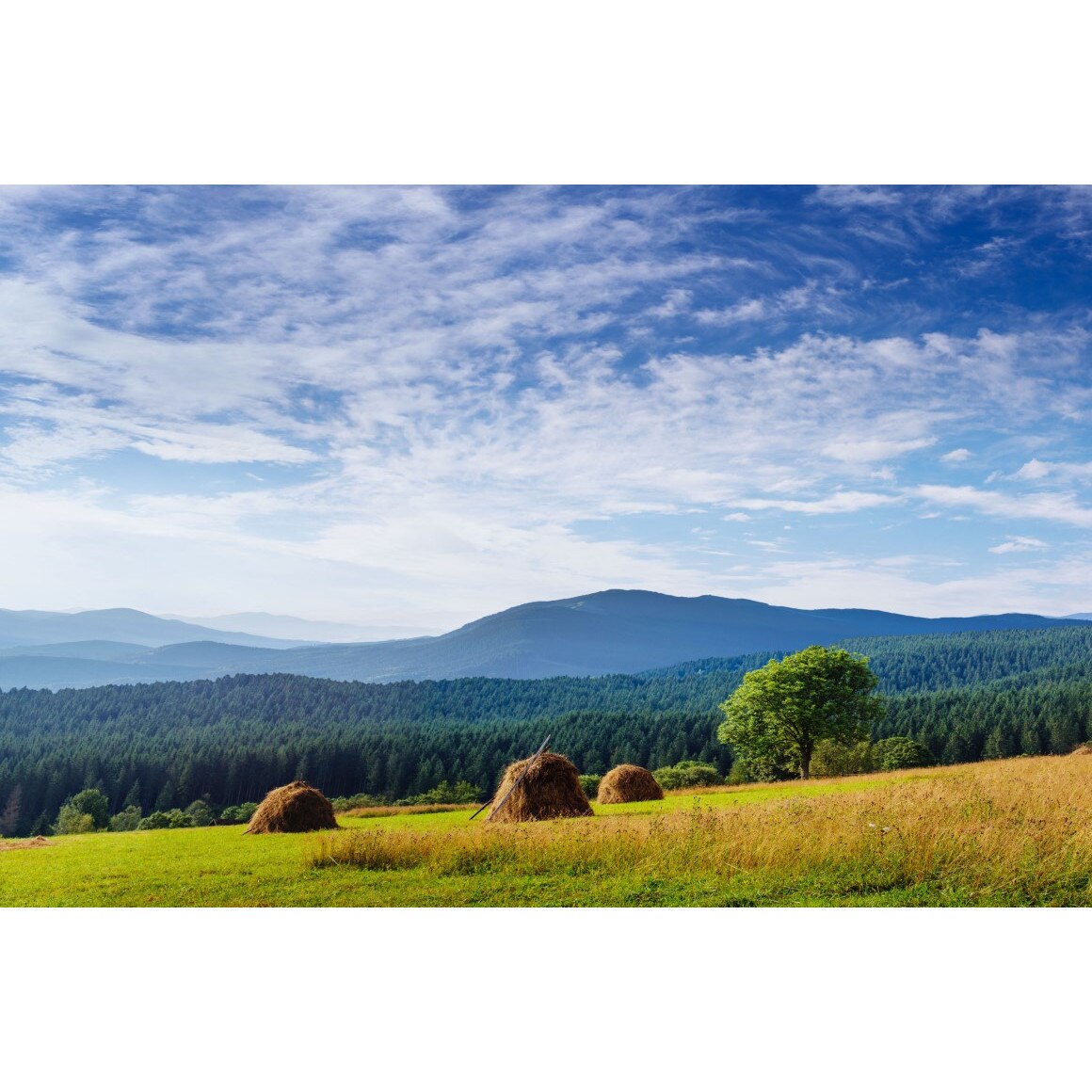 Tablou canvas Natura149, 105 x 70 cm