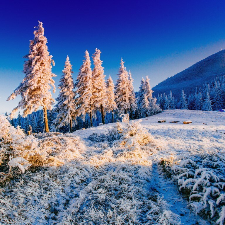 Tablou canvas Natura136, 45 x 45 cm