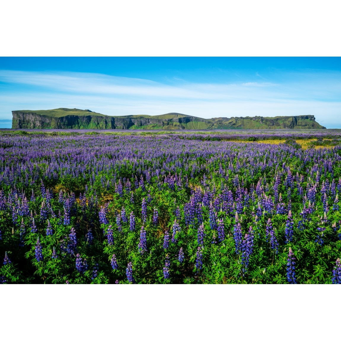 Tablou canvas Natura118, 105 x 70 cm