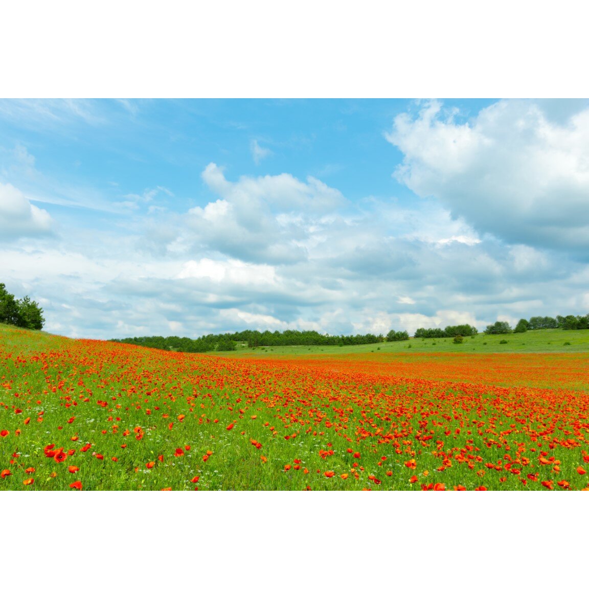 Tablou canvas Natura147, 90 x 60 cm