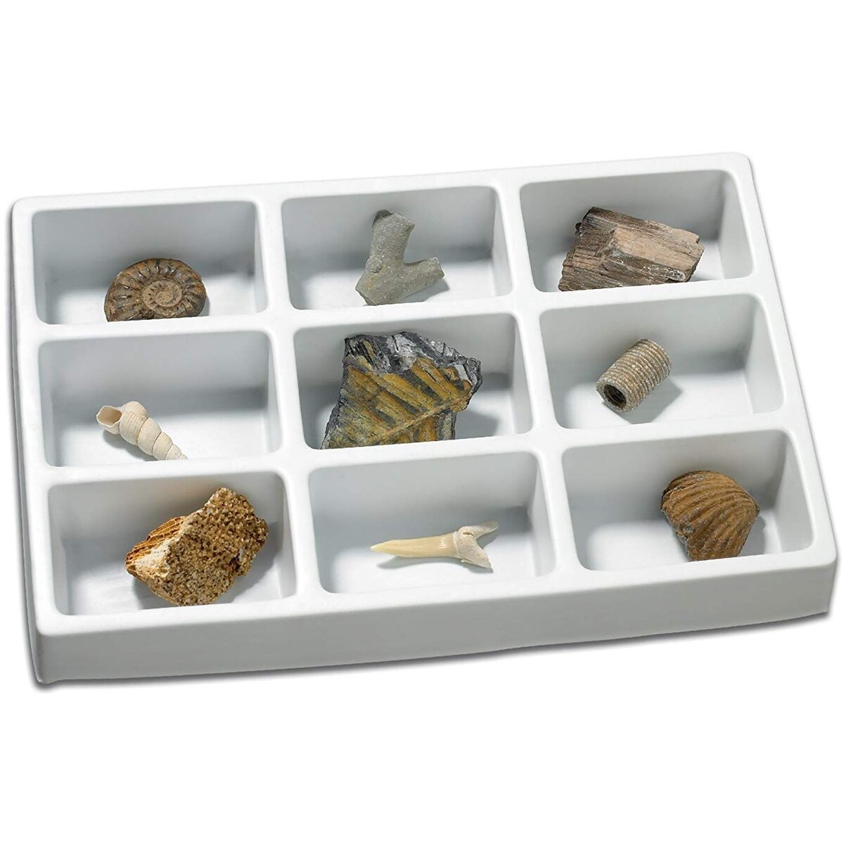 Kit paleontologie Educational Insights fosile