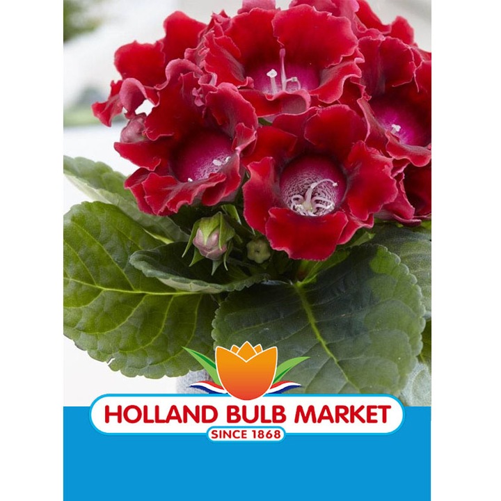 Gloxinia Etoile de Feu, 1 bulb