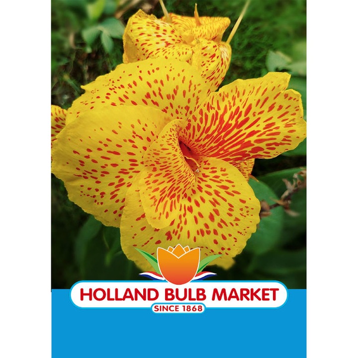 Canna Spotted, 1 radacina