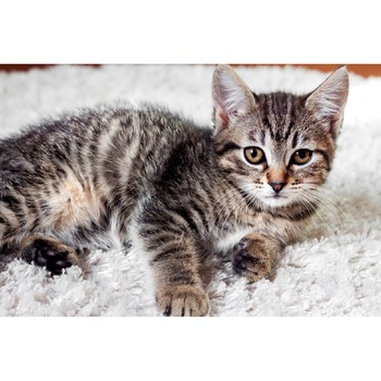 Tablou canvas Pisici11, 45 x 30 cm Tablou canvas Pisici11, 45 x 30 cm