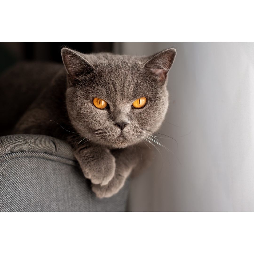 Tablou canvas Pisici10, 75 x 50 cm