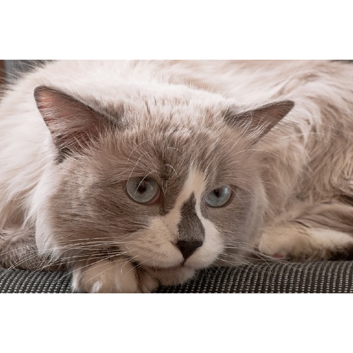 MÉDIA Pisica14 öntapadós tapéta, 220 x 135 cm