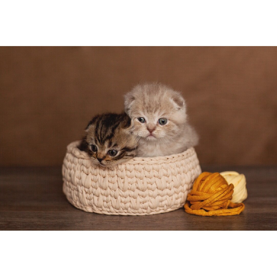 Tablou canvas Pisici8, 75 x 50 cm