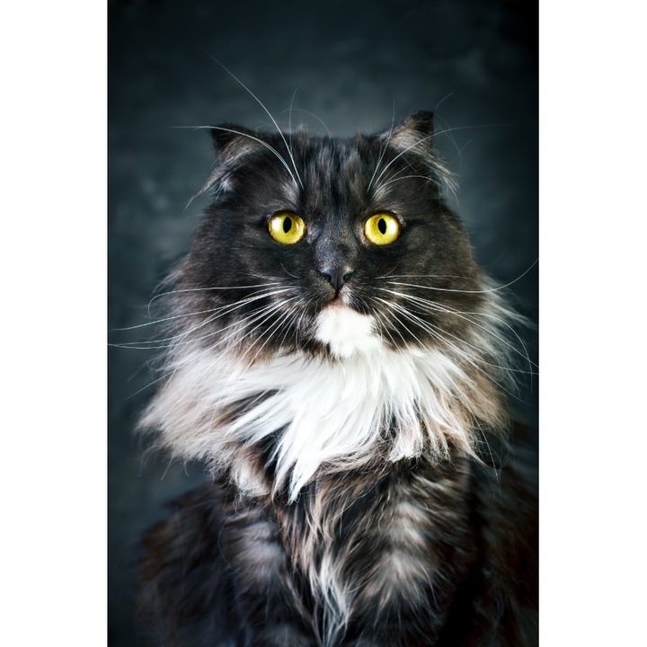 Fototapet Pisica9, 150 x 205 cm