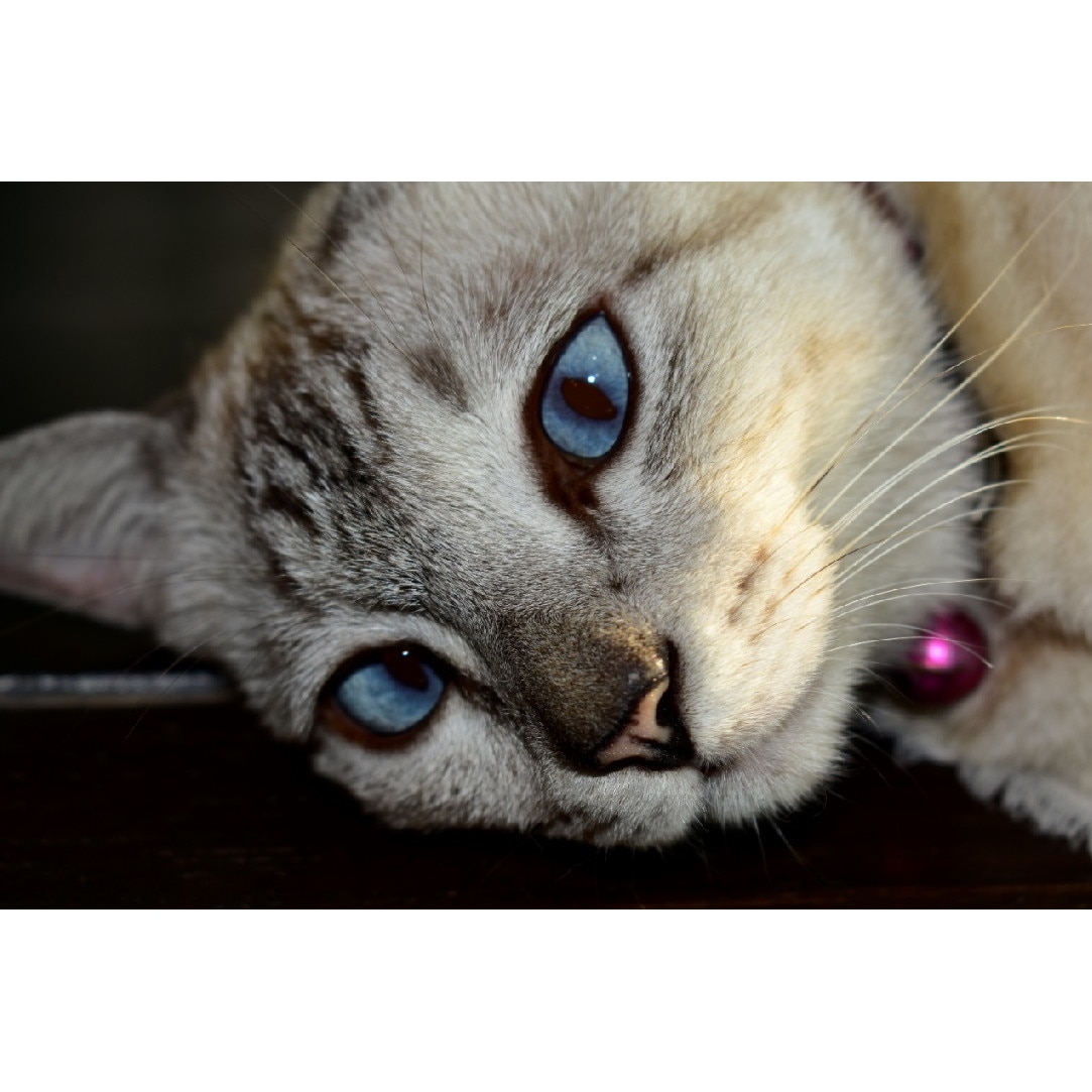 Tablou canvas Pisici6, 90 x 60 cm