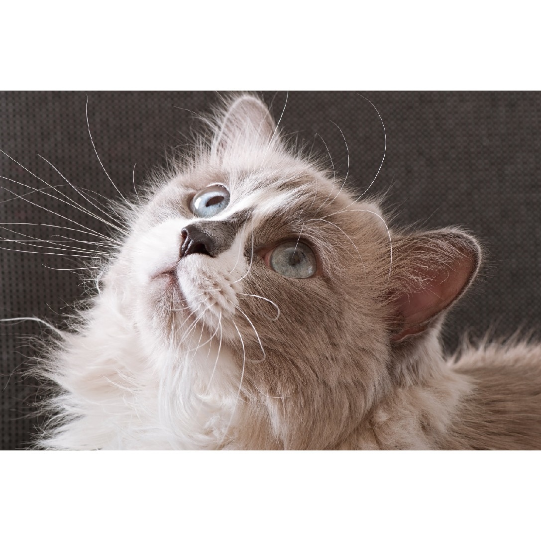 Autocolant Pisica15, 220 x 135 cm