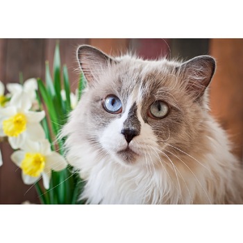 Autocolant Pisica16, 220 x 135 cm Autocolant Pisica16, 220 x 135 cm