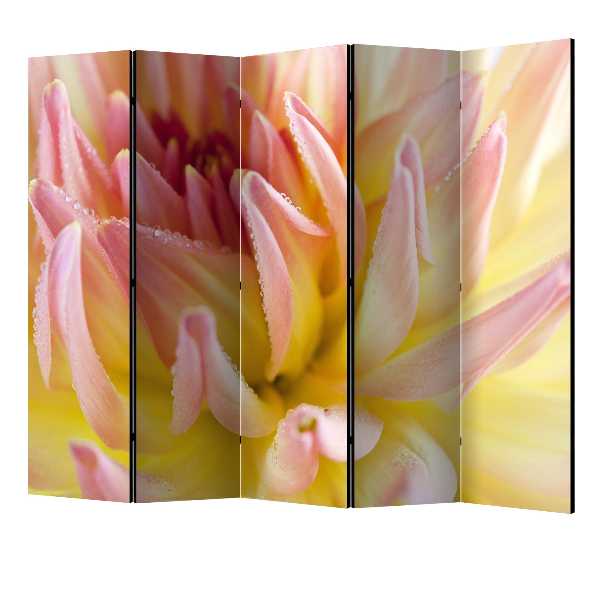 Paravan din 5 parti - Floare de dalie colorata in pastel cu picaturi de roua II - 225 x 172 cm