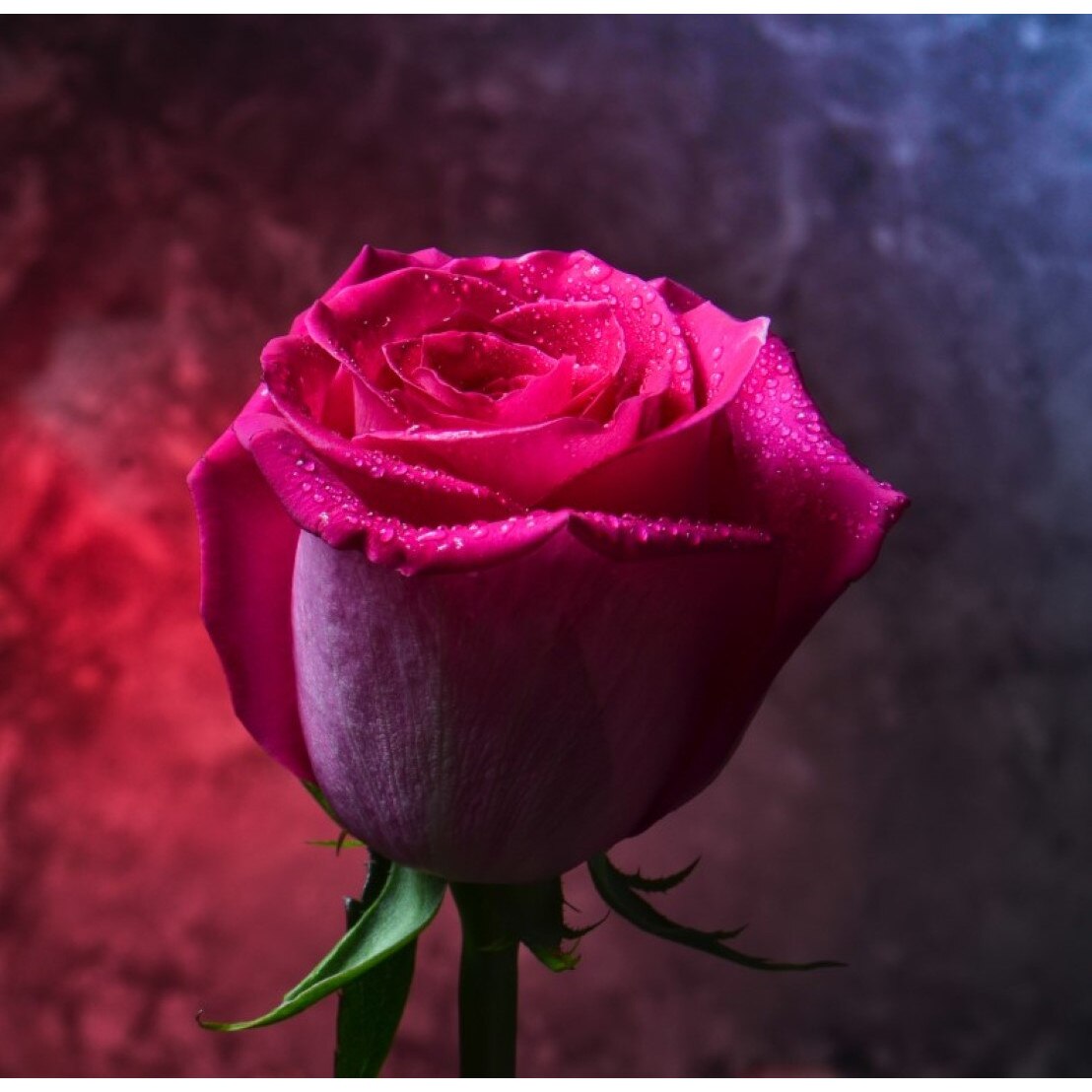 Tablou canvas Flori72, 45 x 45 cm