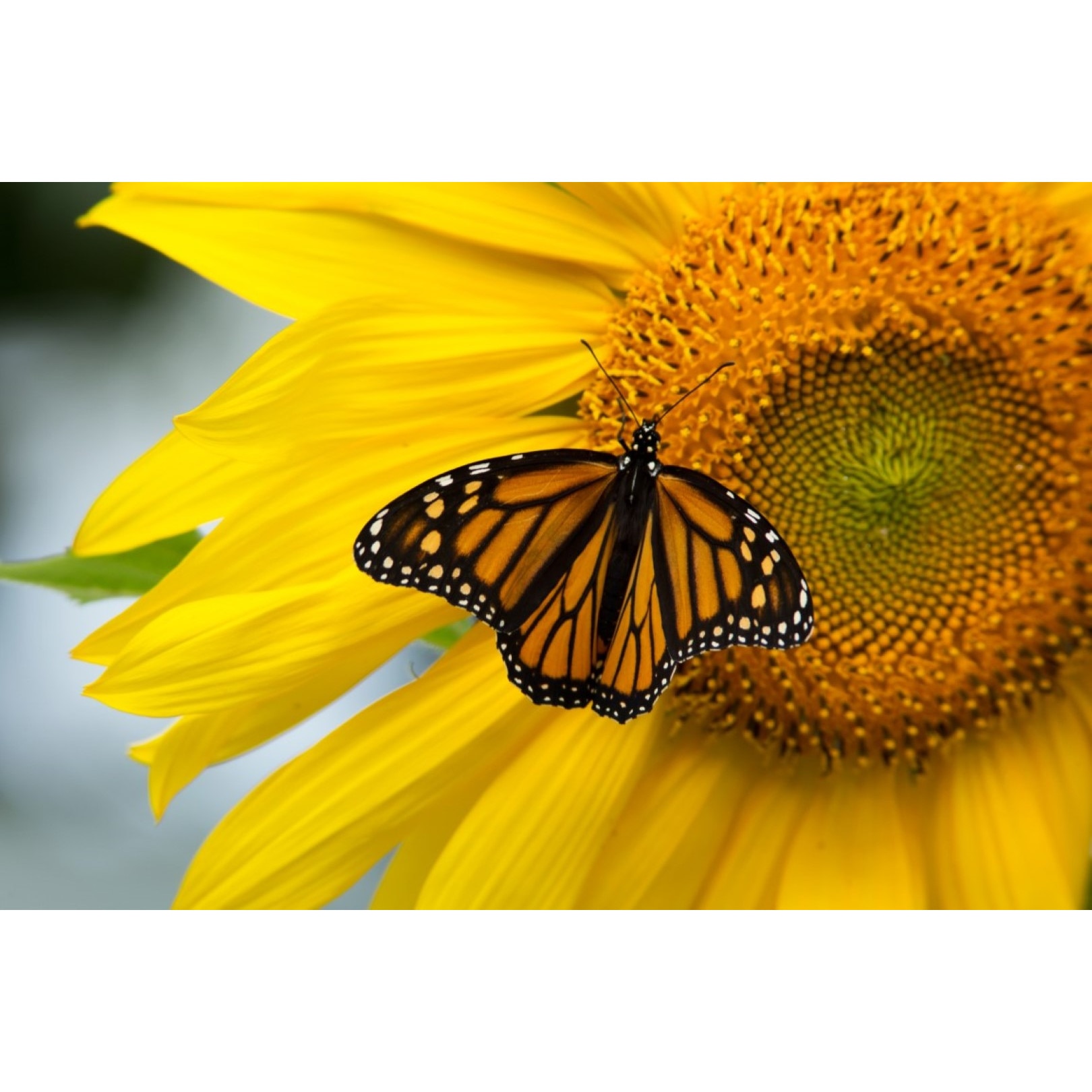 Fototapet de perete autoadeziv si lavabil Flori70, 220 x 135 cm