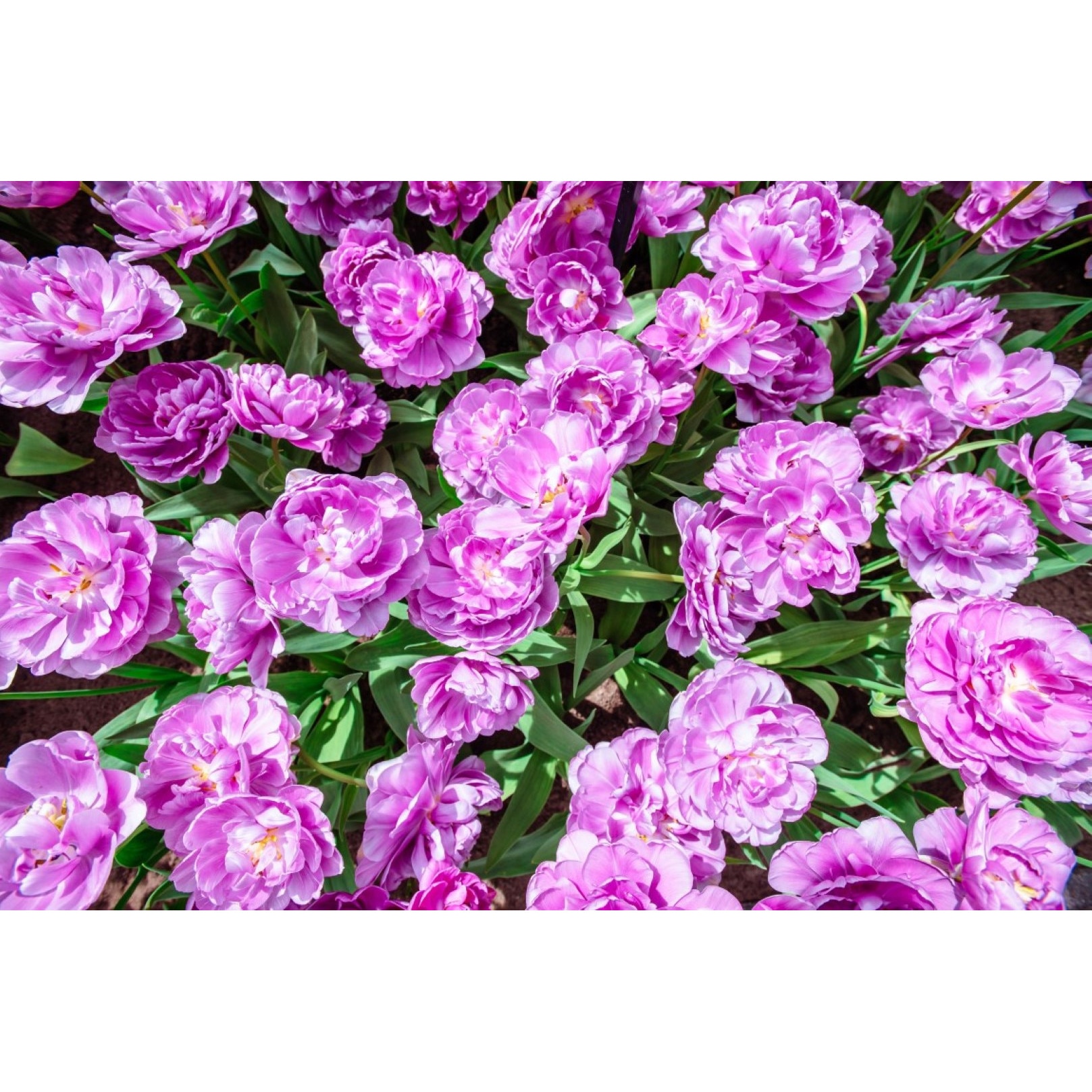 Tablou canvas Flori121, 105 x 70 cm