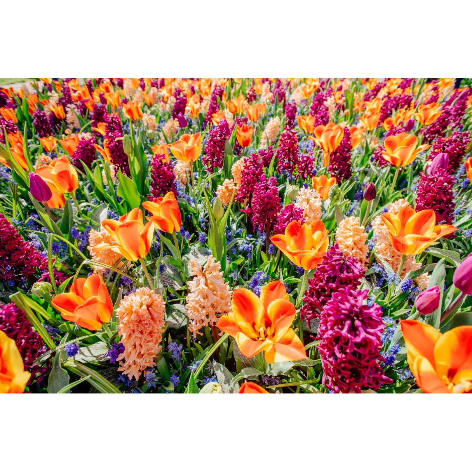 Tablou canvas Flori129, 60 x 40 cm