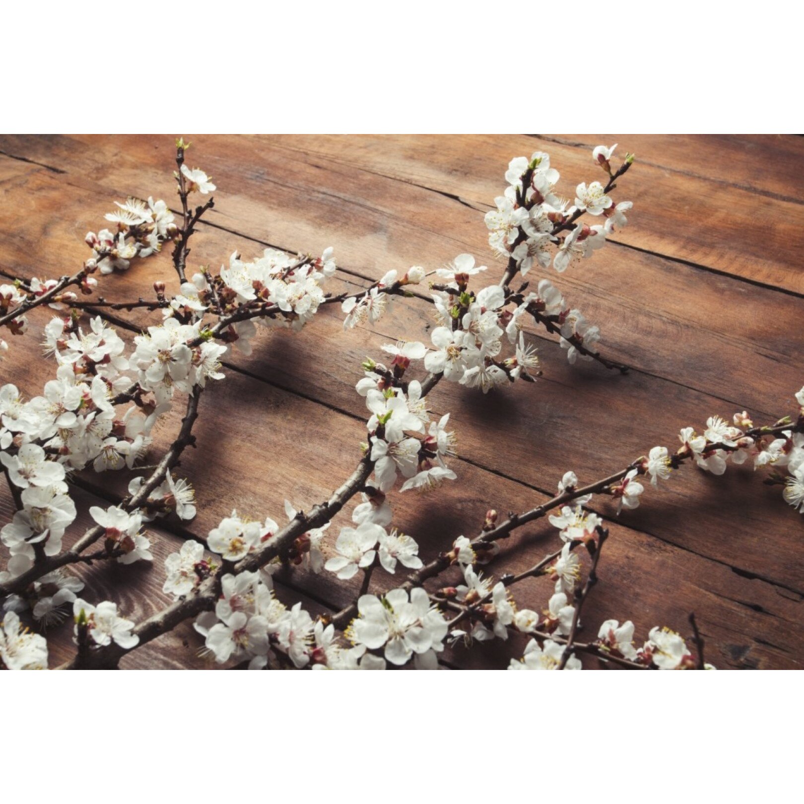 Tablou canvas Flori90, 105 x 70 cm