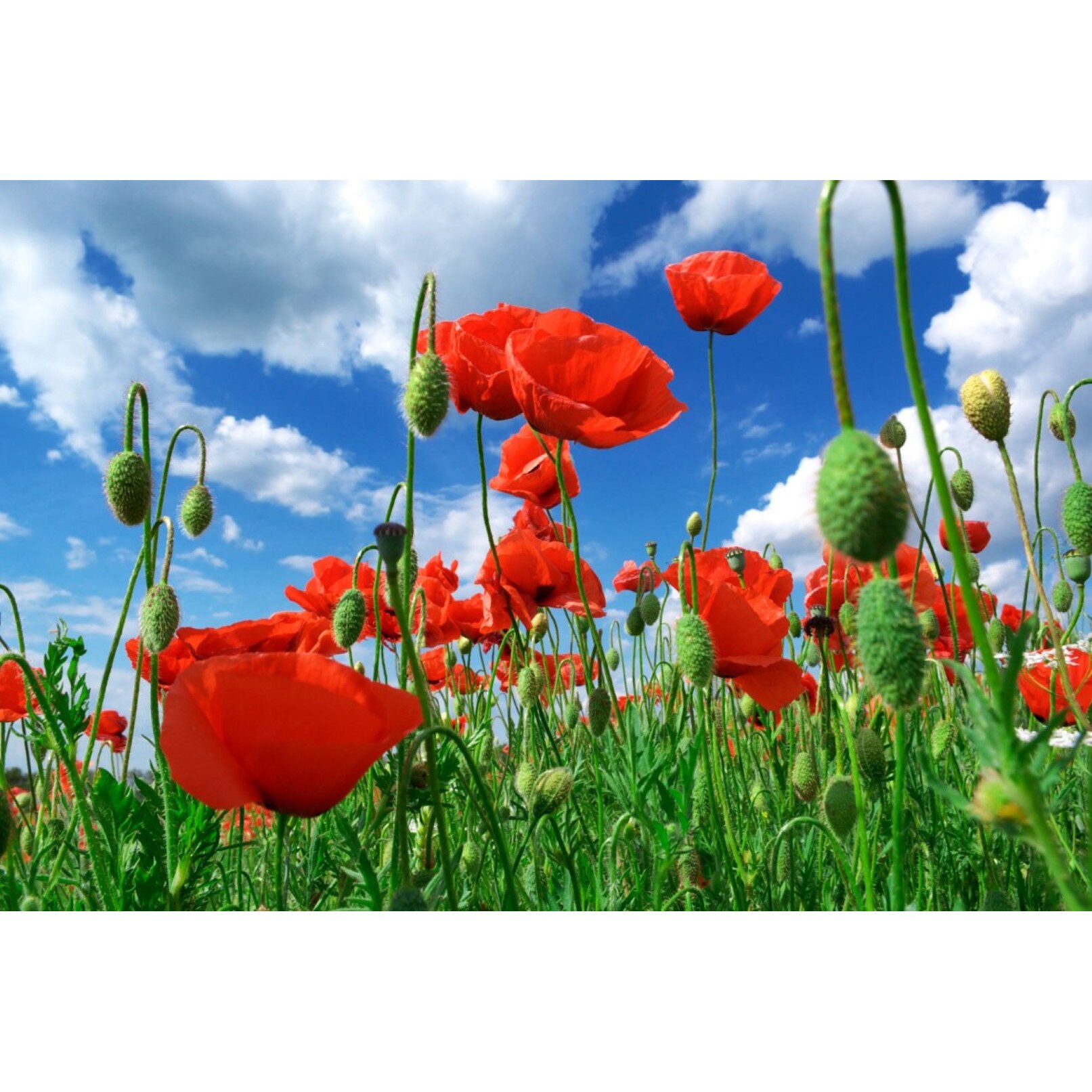 Tablou canvas Flori75, 60 x 40 cm