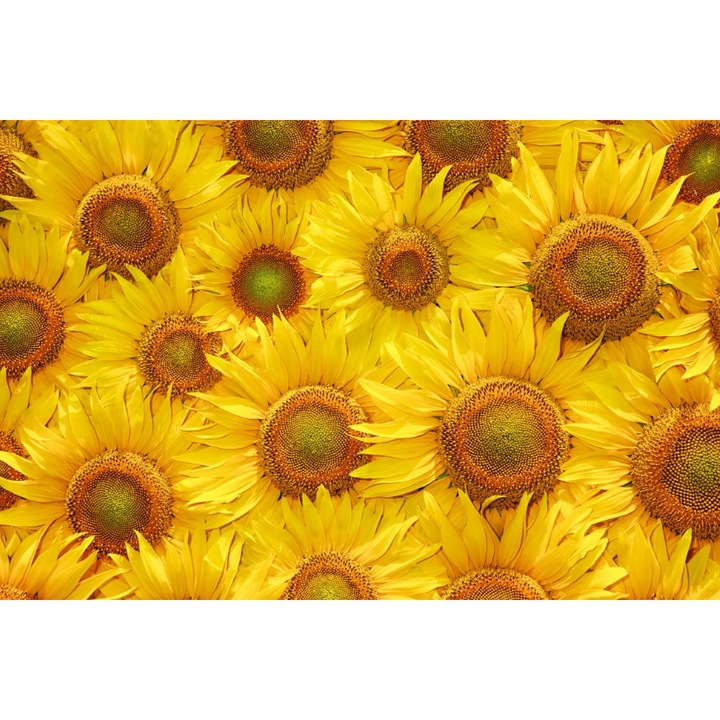 Fototapet de perete autoadeziv si lavabil Flori23, 400 x 250 cm