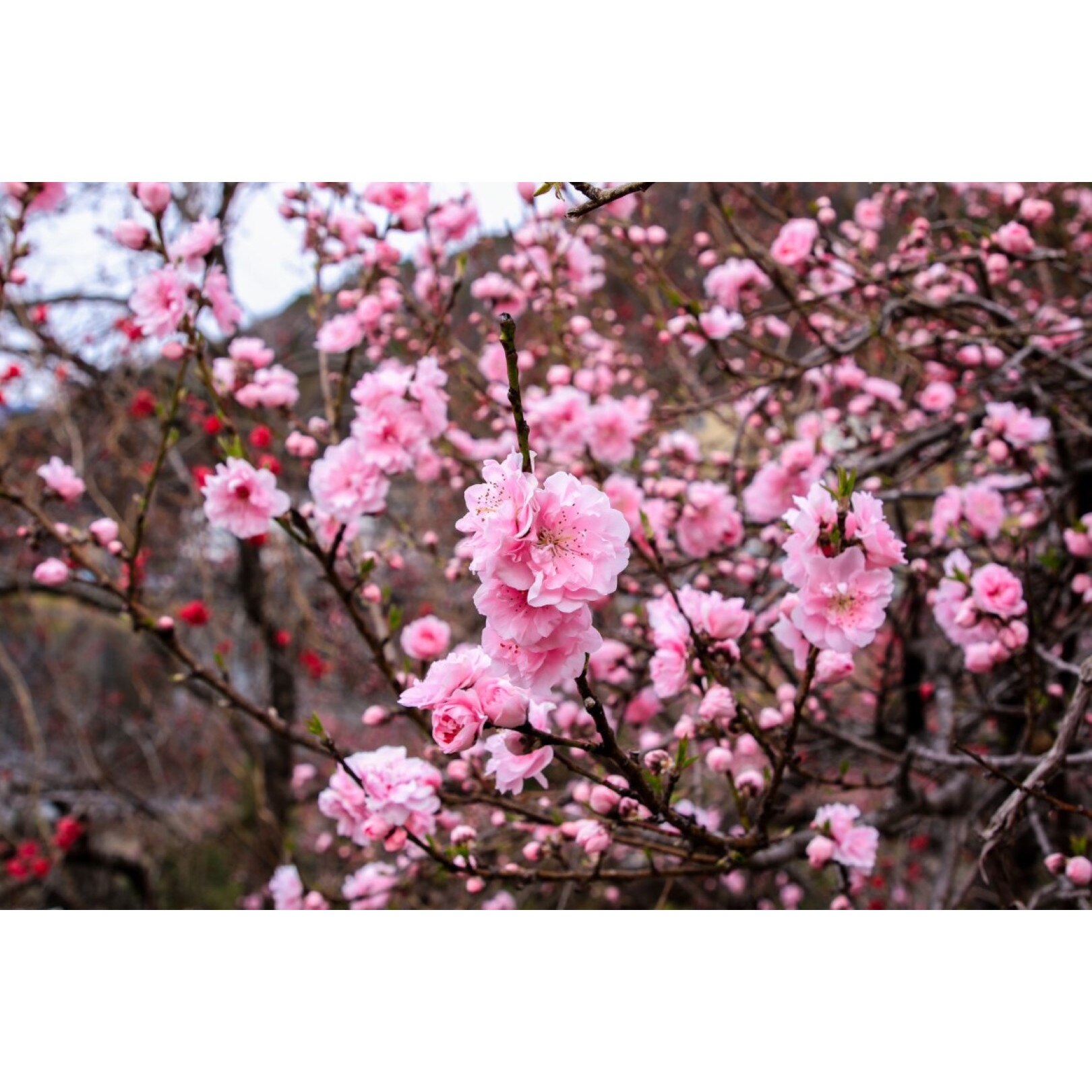 Tablou canvas Flori84, 105 x 70 cm