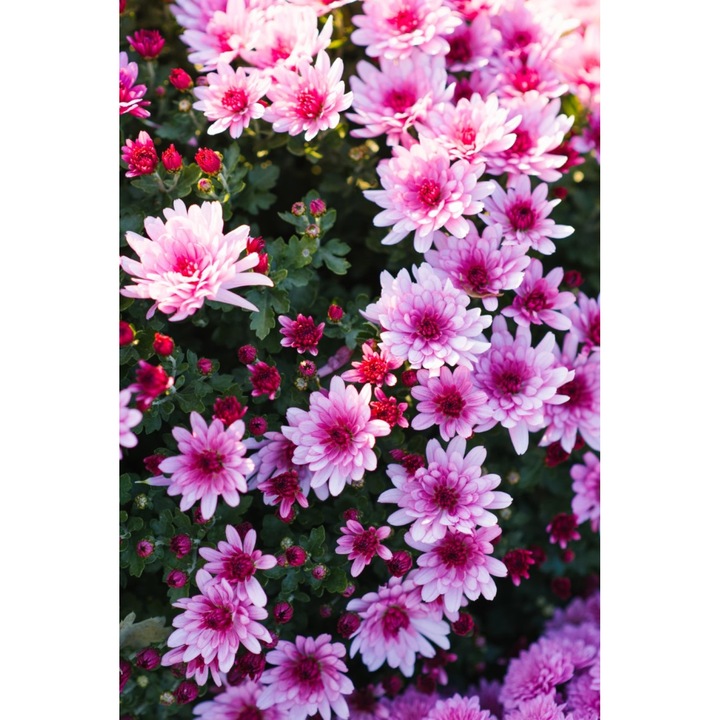 Fototapet de perete autoadeziv si lavabil Flori98, 250 x 200 cm