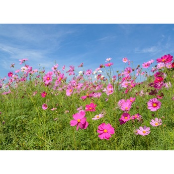 Tablou canvas Flori97, 45 x 30 cm Tablou canvas Flori97, 45 x 30 cm