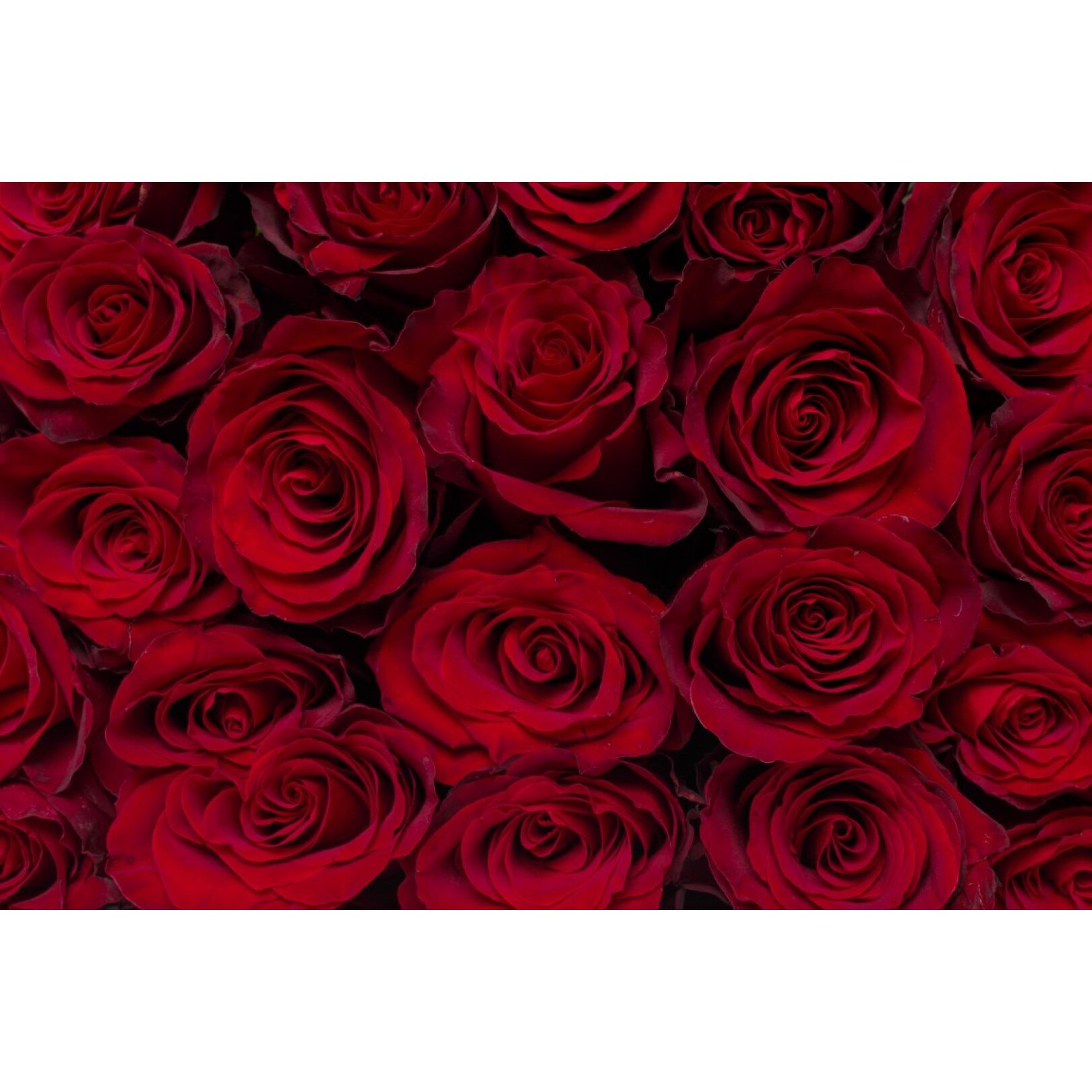 Tablou canvas Flori140, 105 x 70 cm