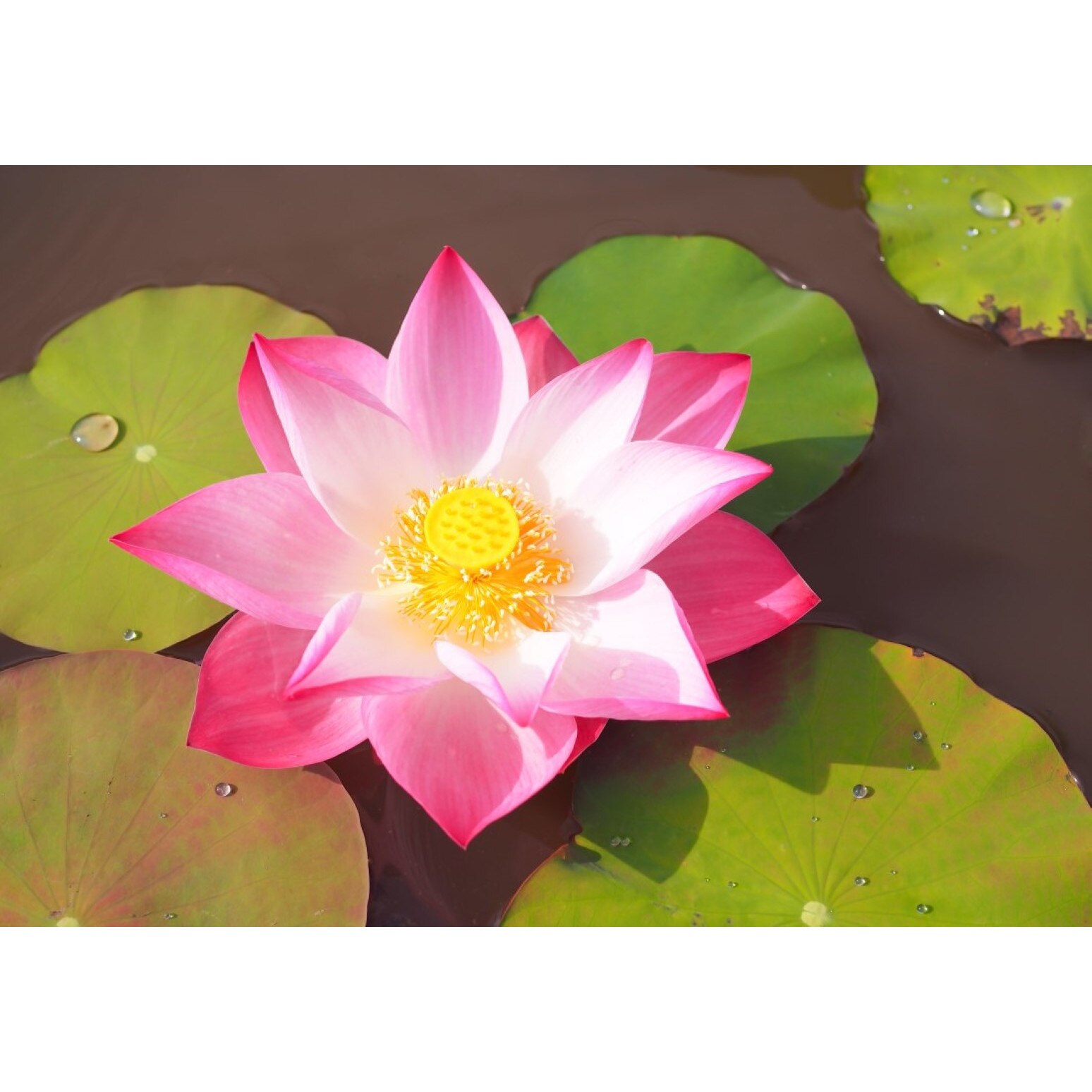 Tablou canvas Flori110, 105 x 70 cm