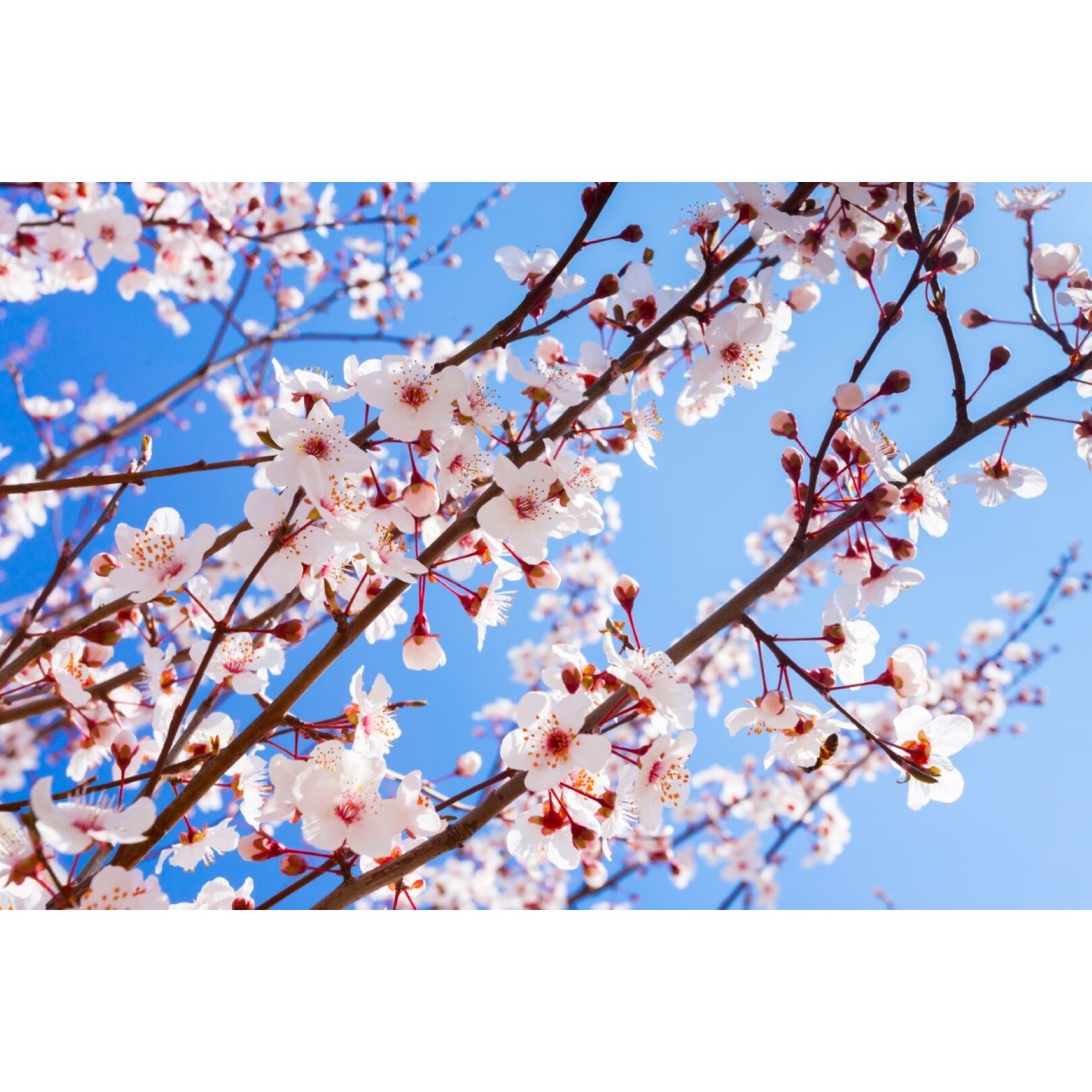 Tablou canvas Flori136, 60 x 40 cm