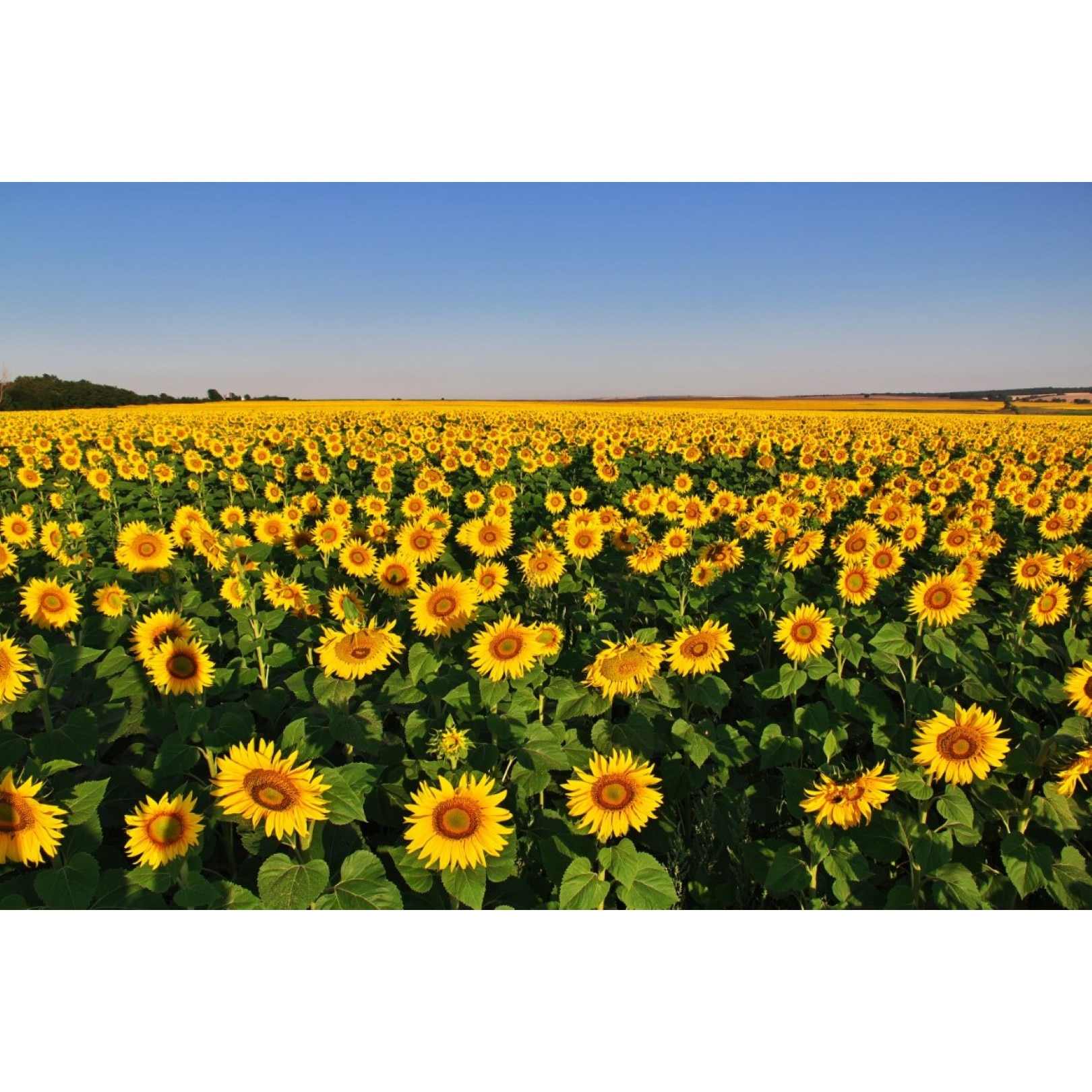 Tablou canvas Flori128, 105 x 70 cm