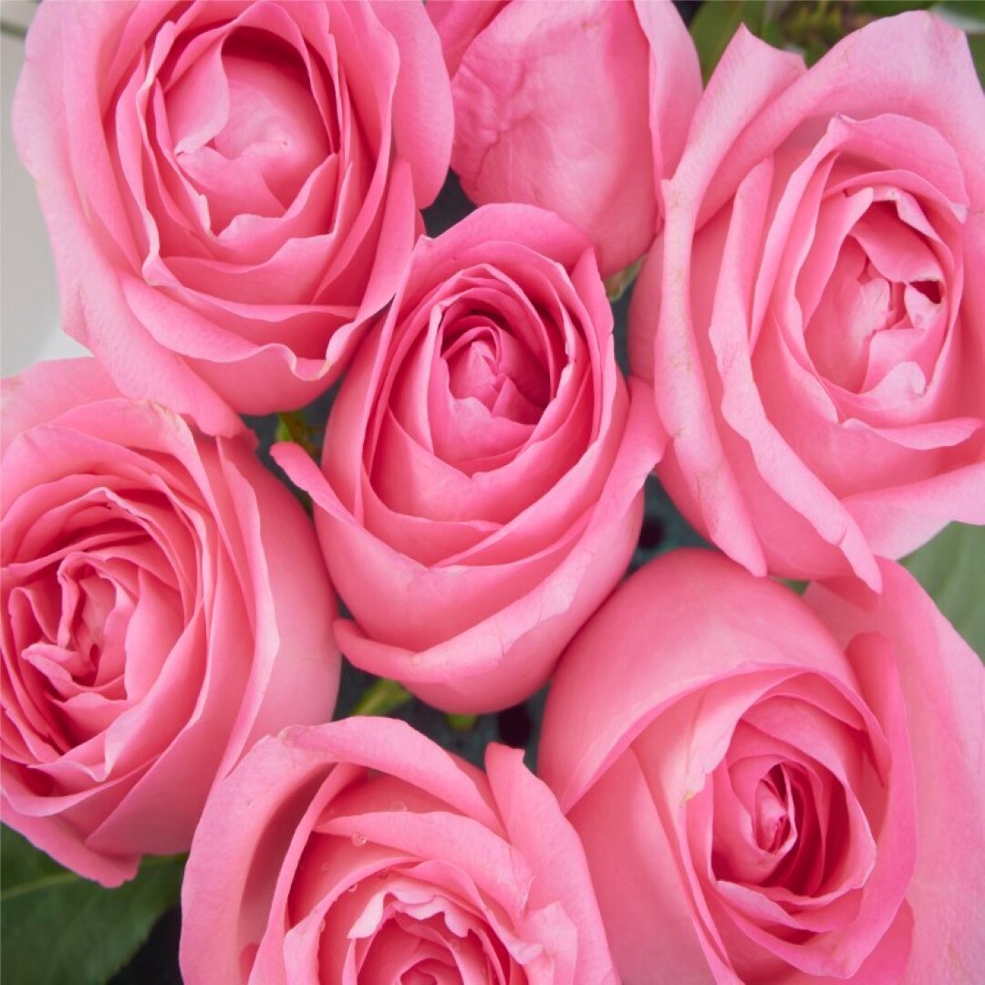 Tablou canvas Flori116, 45 x 45 cm