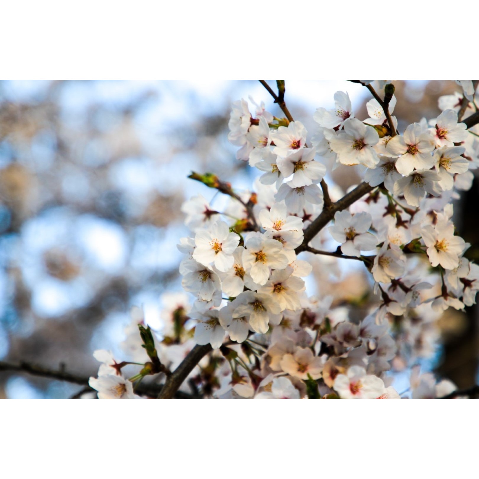 Tablou canvas Flori85, 60 x 40 cm