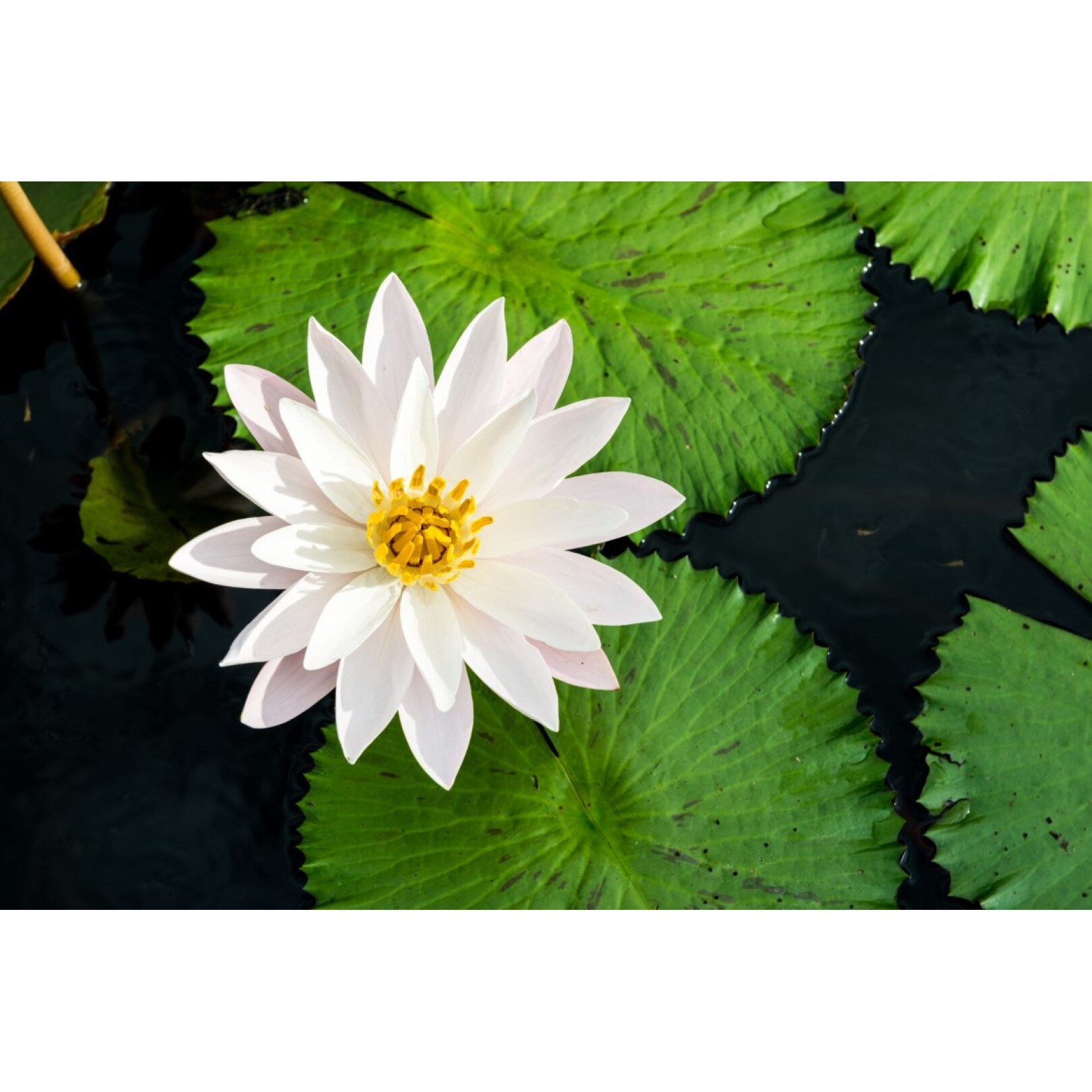 Tablou canvas Flori119, 75 x 50 cm