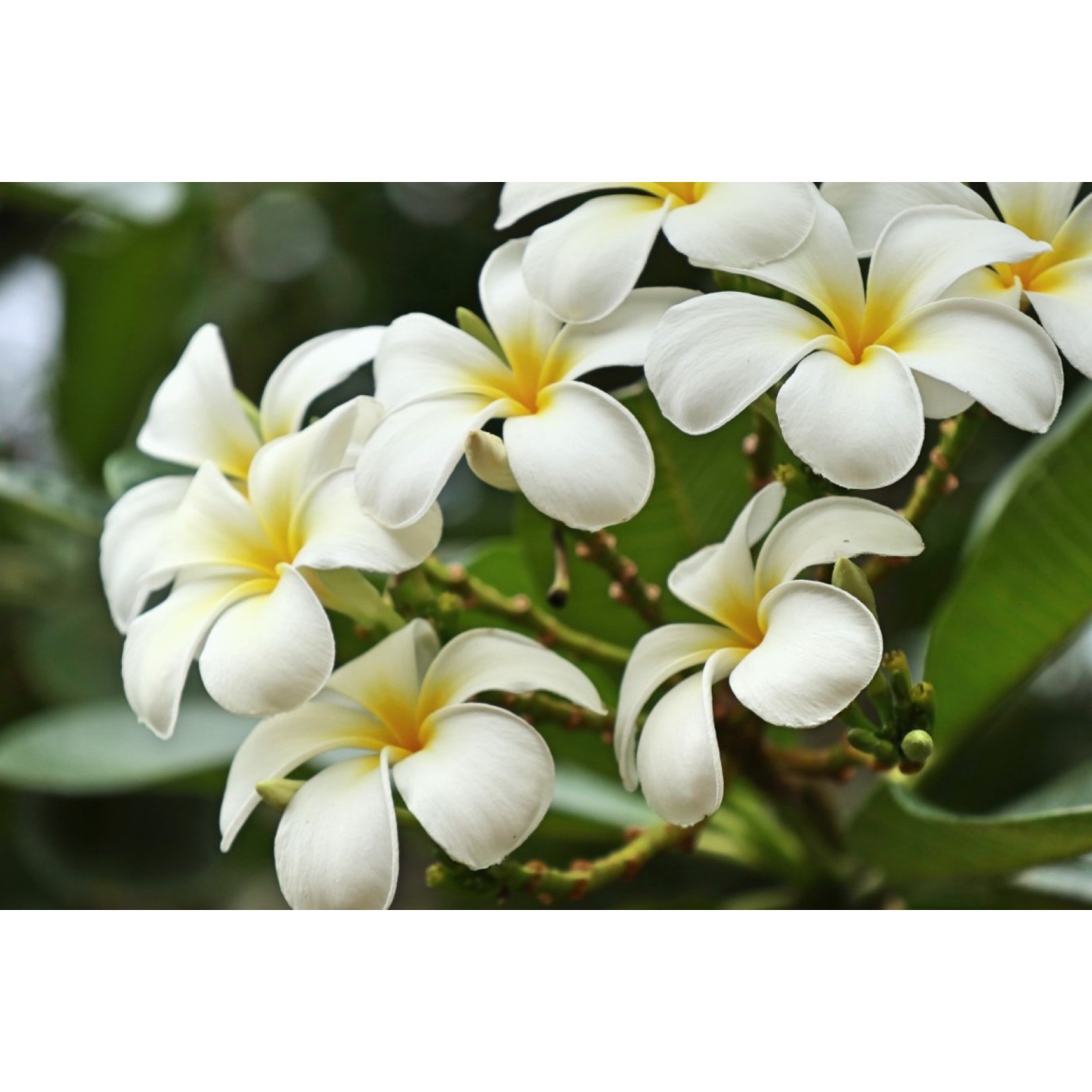 Tablou canvas Flori122, 60 x 40 cm