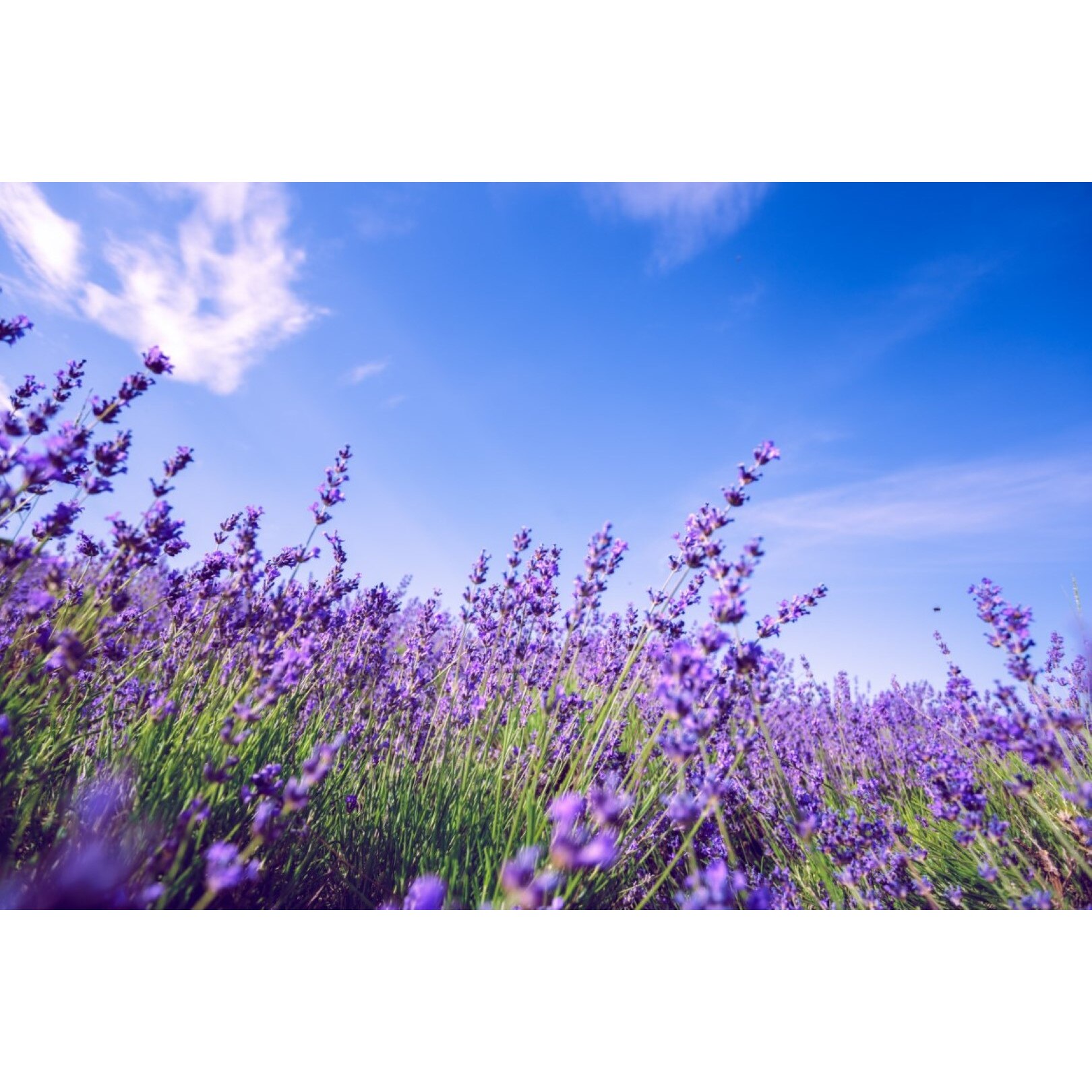 Tablou canvas Flori138, 45 x 30 cm