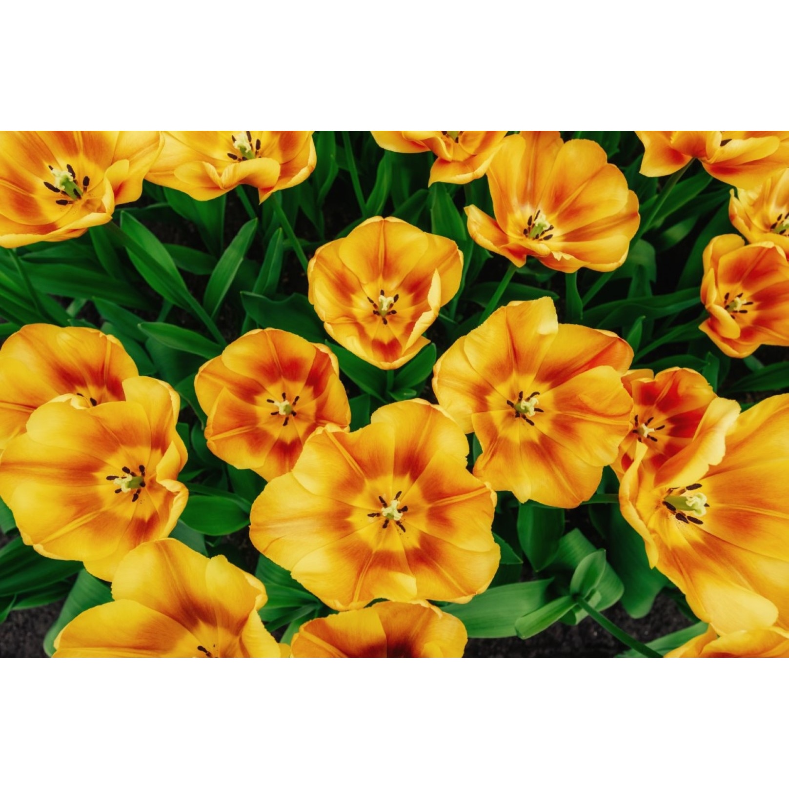 Tablou canvas Flori130, 45 x 30 cm