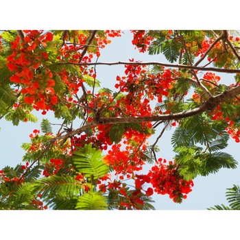 Fototapet de perete autoadeziv si lavabil Flori60, 270 x 200 cm Fototapet de perete autoadeziv si lavabil Flori60, 270 x 200 cm