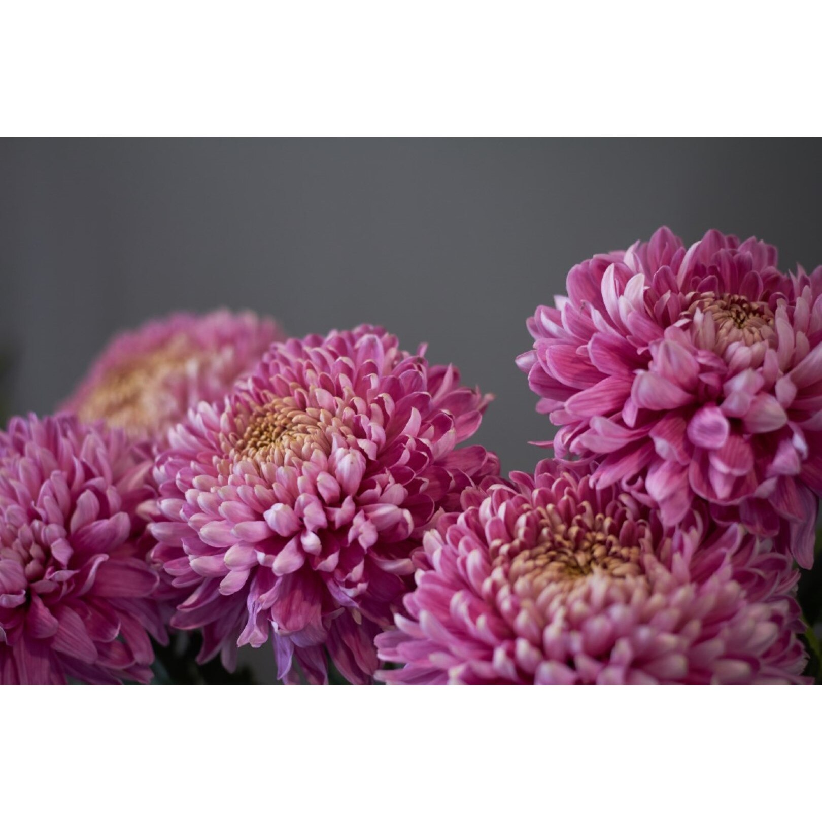 Tablou canvas Flori99, 105 x 70 cm