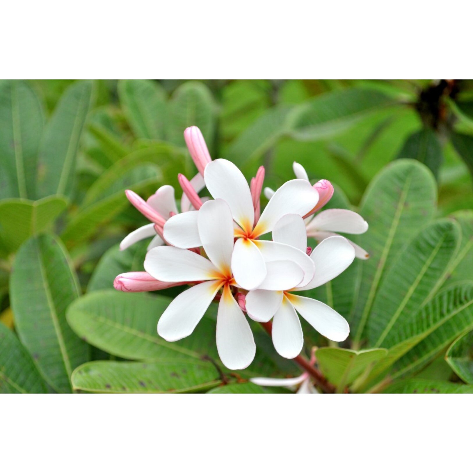 Tablou canvas Flori61, 105 x 70 cm