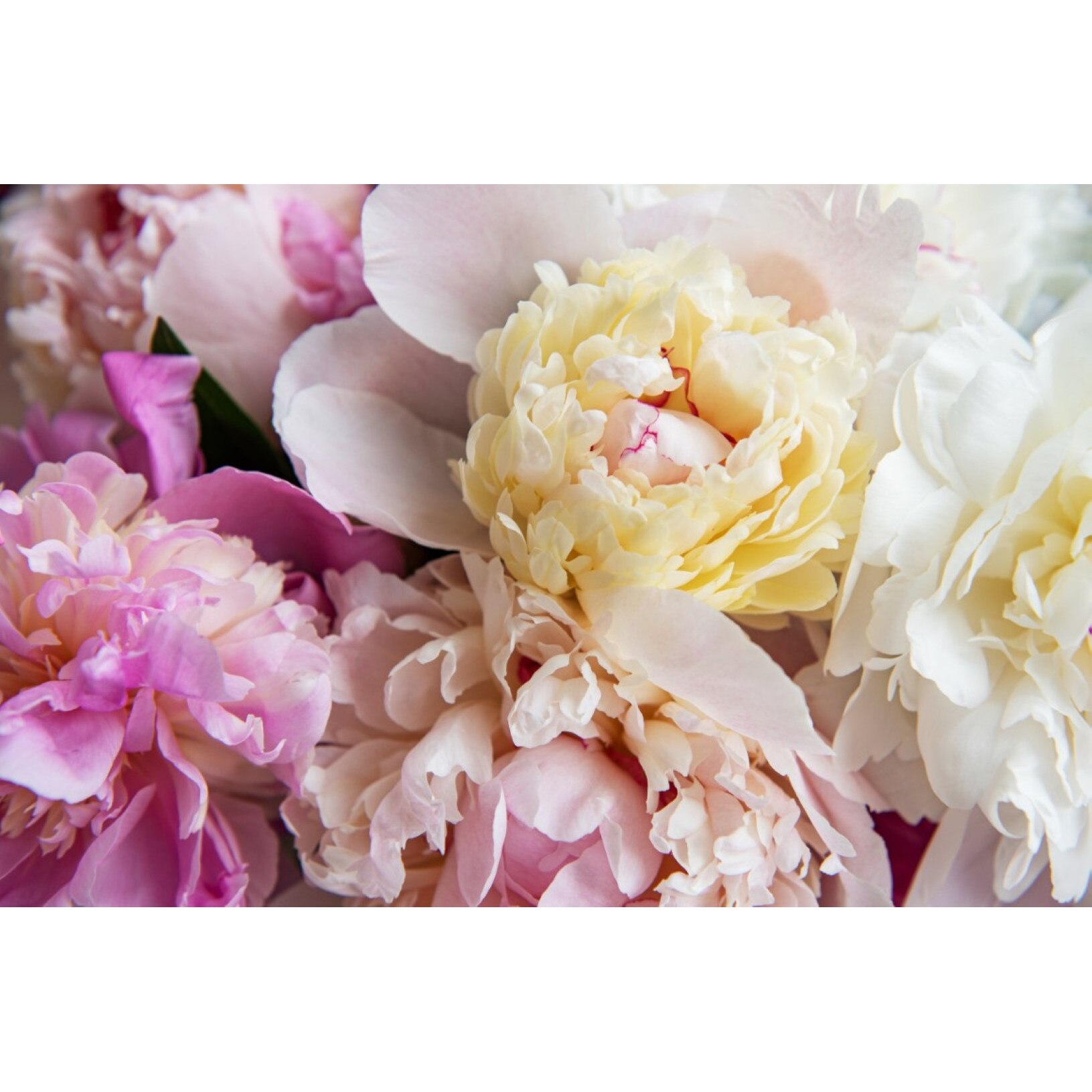 Tablou canvas Flori131, 105 x 70 cm