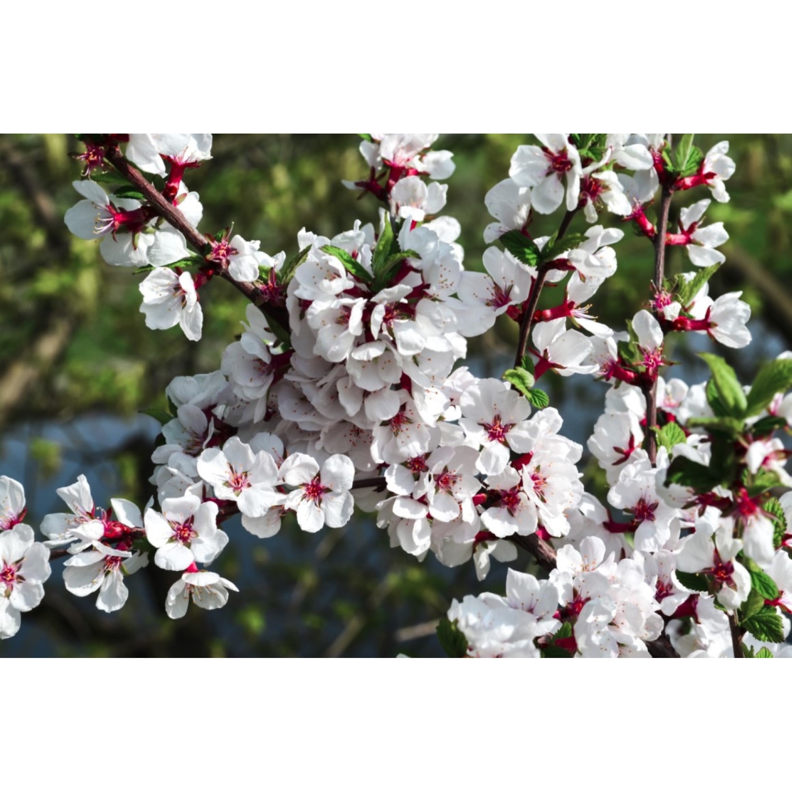 Tablou canvas Flori74, 105 x 70 cm